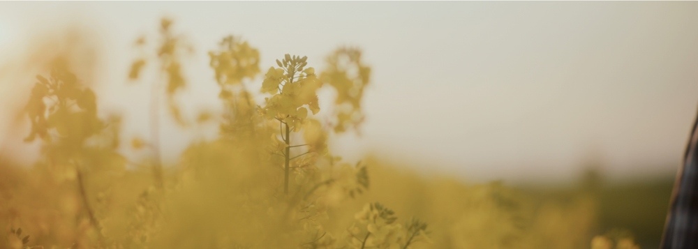 Close-up of yellow flowers in a field with soft sunlight and a blurred background.