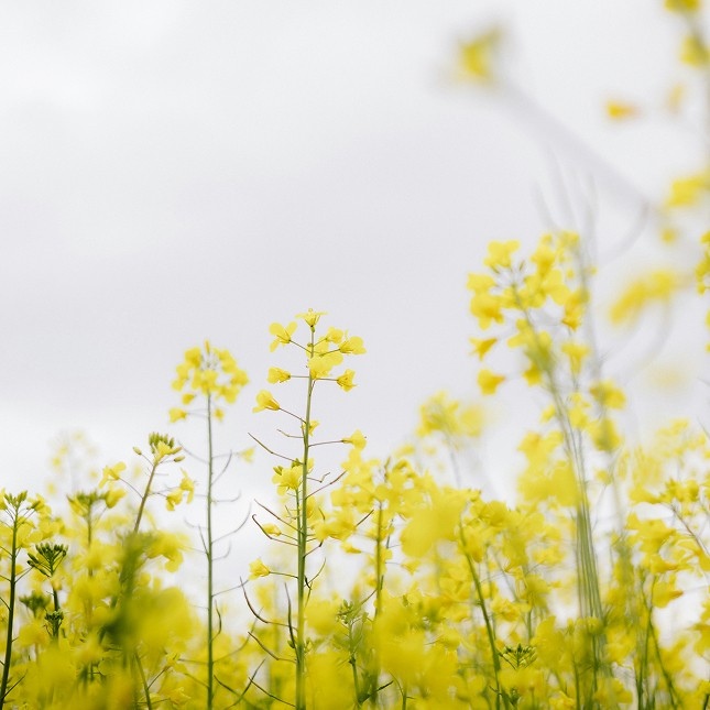 Close-up view of yellow wildflowers in a field under an overcast sky.