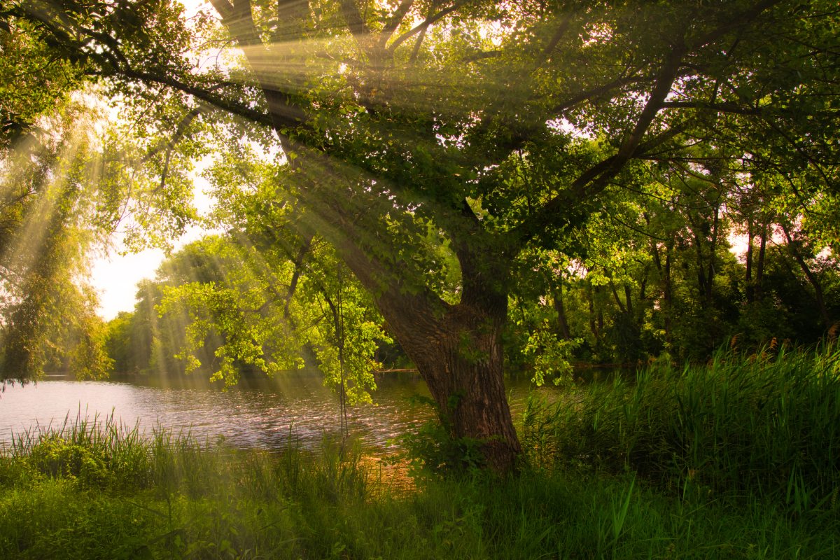 Sunlight streams through the branches of a leafy tree beside a calm river, illuminating green grass and reeds in a peaceful natural setting.