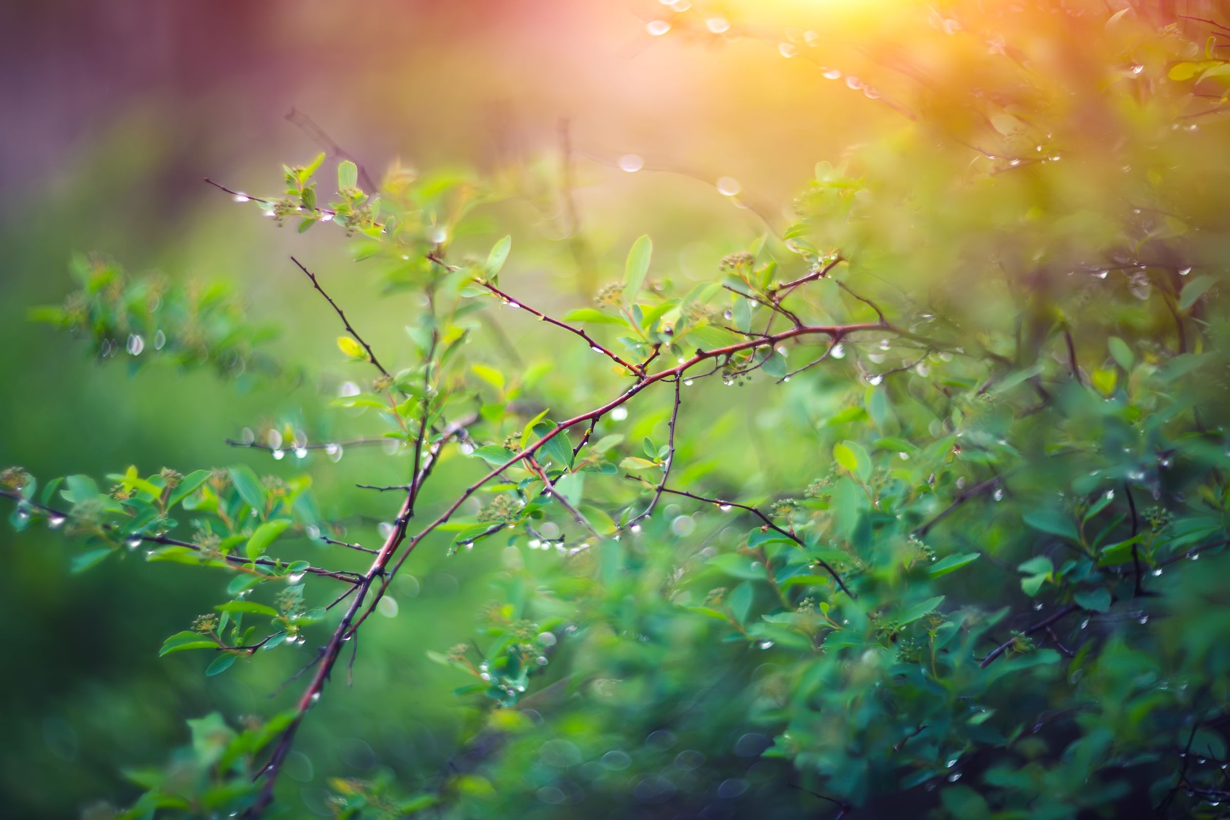 Green leafy branches with water droplets are shown in soft focus, with sunlight creating a warm glow in the upper corner.
